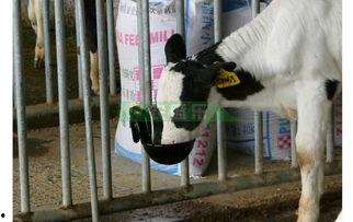 鸡自动饮水器安装视频,轻松实现高效饮水管理