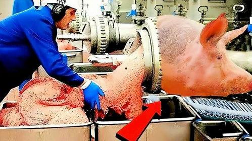 整只死猪做火腿肠视频,从死猪到火腿肠的惊悚之旅