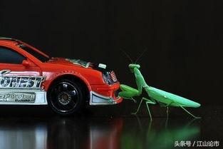 螳臂当车的视频,勇敢挑战巨轮的螳螂传奇