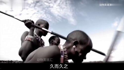 人类猎杀狮子视频,野生动物生存危机警示录