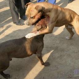 比特犬视频,勇敢无畏的守护者